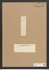 Diatomeae indet. Zeichnungen Sammlung Grunow Nr. 2592 (NHMW-BOT-W0369783)